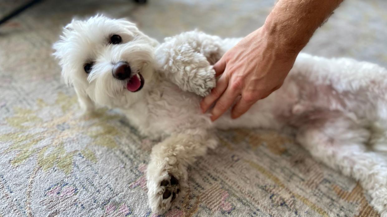  Dog having tummy rub. 