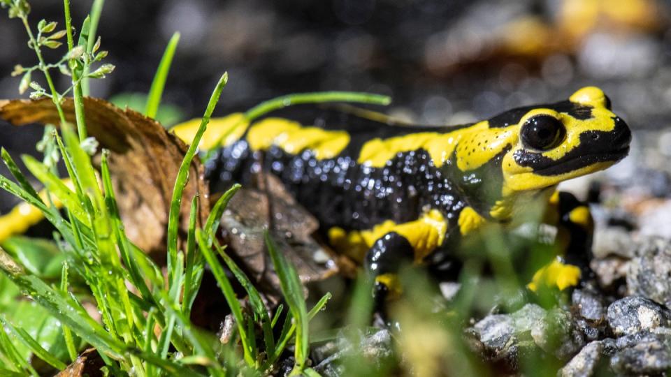 Ein tödlicher Hautpilz bedroht den Feuersalamander. (Bild: dpa)