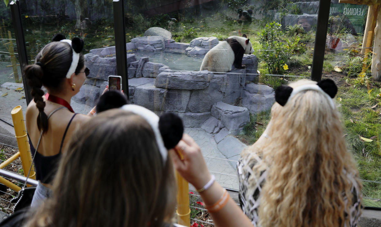 Visitors take photos of giant panda Xin Bao.