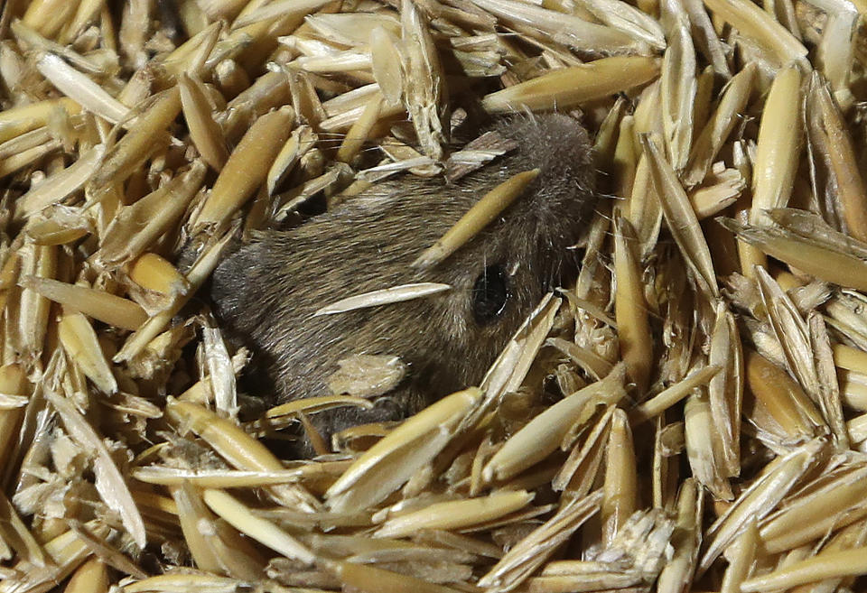 A mouse pokes his nose out while hiding in stored grain on a farm near Tottenham, Australia on May 19, 2021. Vast tracts of land in Australia's New South Wales state are being threatened by a mouse plague that the state government describes as "absolutely unprecedented." Just how many millions of rodents have infested the agricultural plains across the state is guesswork. (AP Photo/Rick Rycroft)