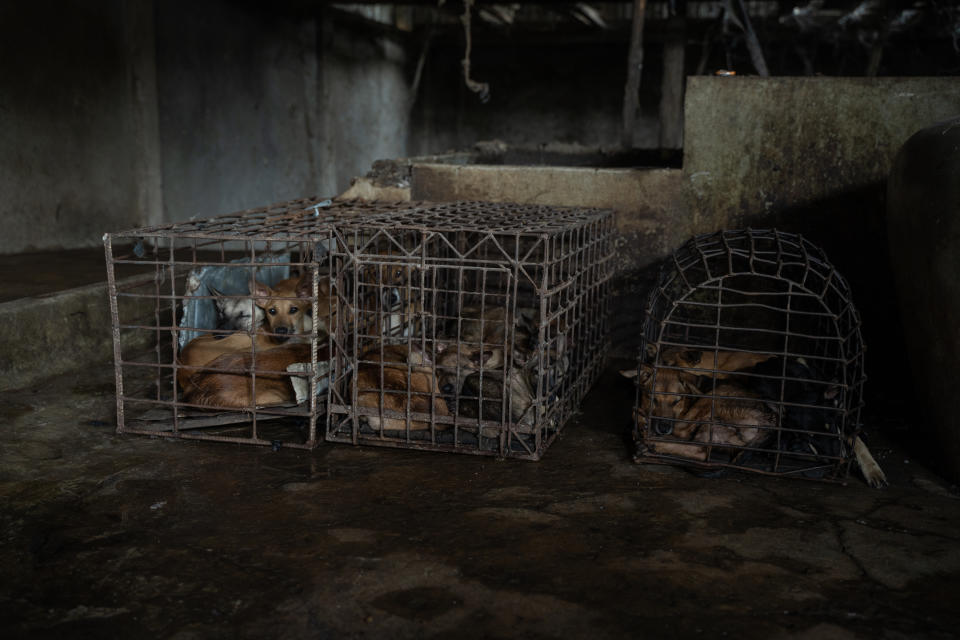 Cages with dogs inside them in front of tanks used to drown dogs. 