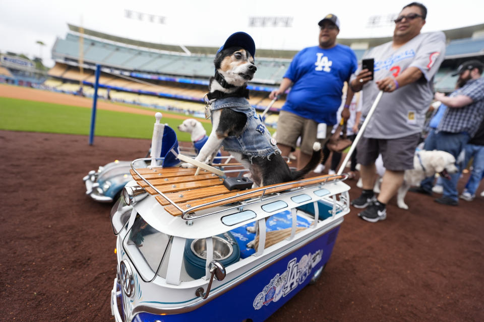 Dogs and their owners walk the warning track before a baseball game between the Colorado Rockies and the Los Angeles Dodgers in Los Angeles, Sunday, June 2, 2024. (AP Photo/Ashley Landis)