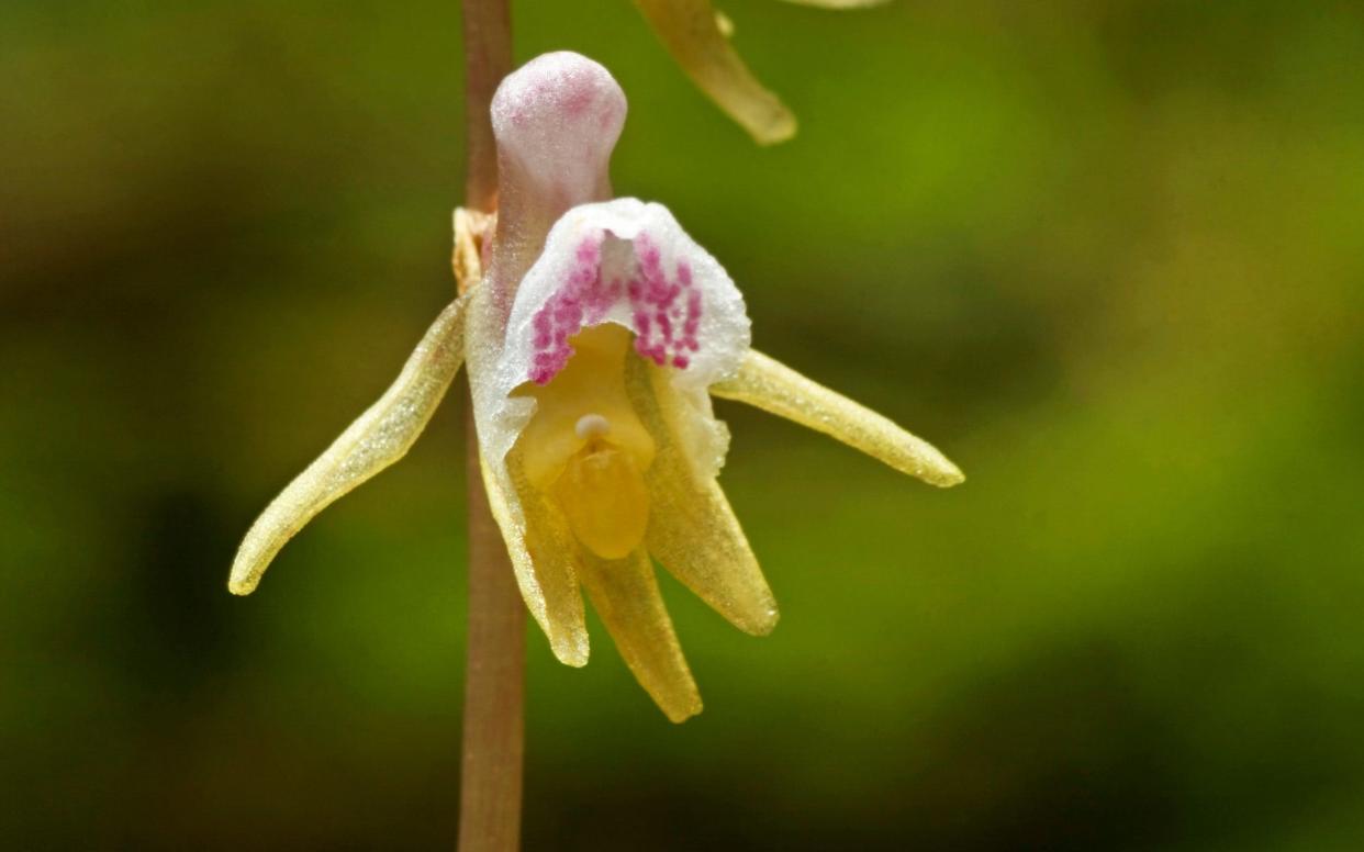 A blossoming ghost orchid - www.alamy.com