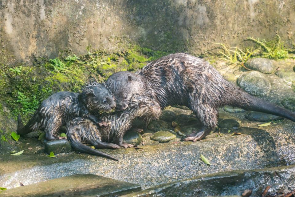 蜜香媽媽忙著把兩仔叼進叼出。北市動物園提供