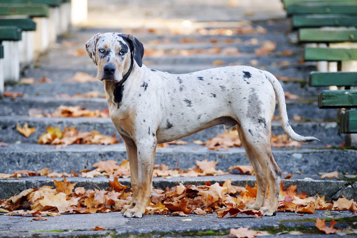 Catahoula leopard dog