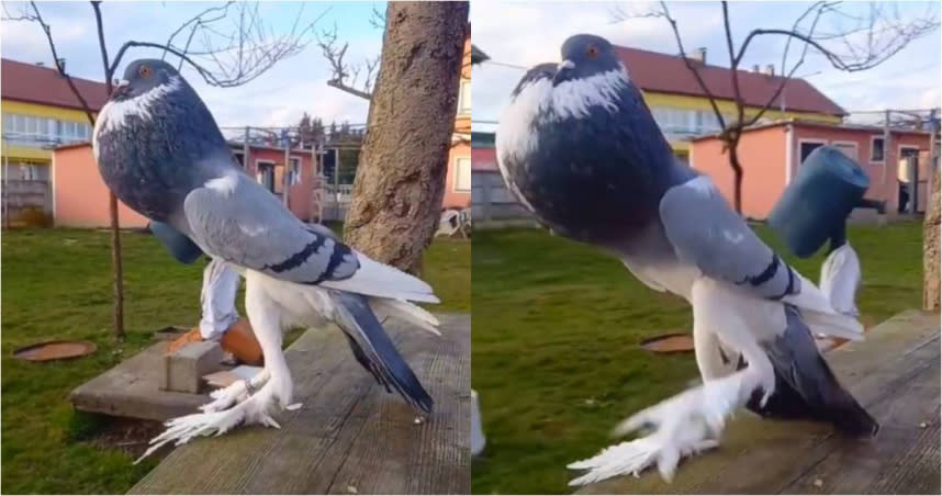 英國信鴿的大長腿讓許多人懷疑是不是AI生成。（圖／翻攝自TikTok「pigeonstv」）