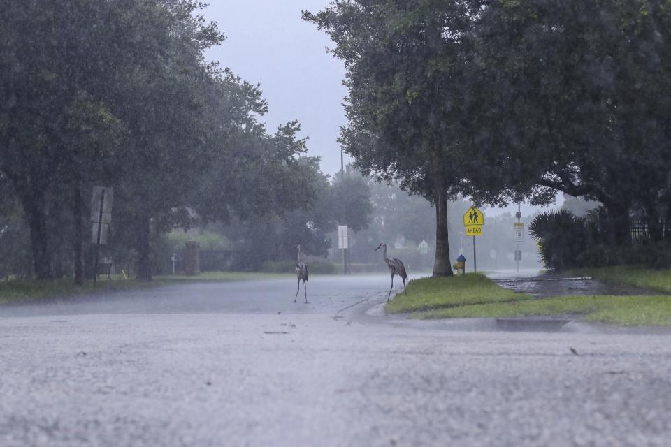 Cranes cross the road during a rainstorm from Tropical Storm Elsa, Wednesday, July 7, 2021 in Westchase, Fla. The Tampa Bay area was spared major damage as Elsa stayed off shore as it passed by. (Arielle Bader/Tampa Bay Times via AP)
