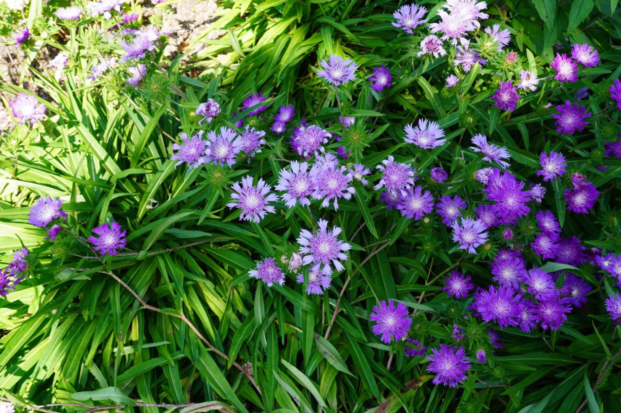 Stokesia daisies offer purple pinwheels of color at Secrest Arboretum.