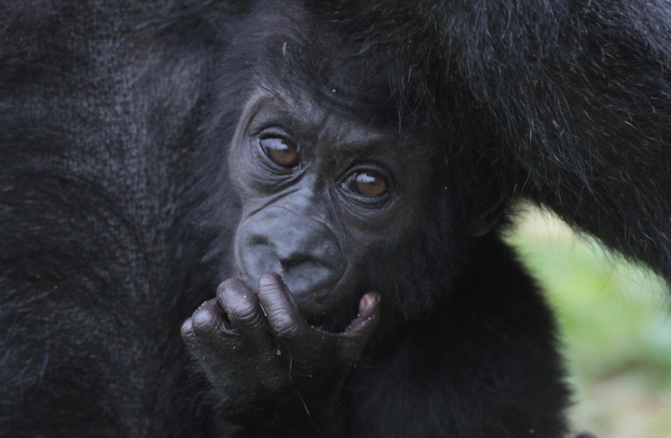 BRISTOL, ENGLAND - MAY 04: Bristol Zoo's baby gorilla Kukena looks out from his mother Salome arms at Bristol Zoo’s Gorilla Island on May 4, 2012 in Bristol, England. The seven-month-old western lowland gorilla is starting to find his feet as he learns to walk having been born at the zoo in September. Kukena joins a family of gorillas at the zoo that are part of an international conservation breeding programme for the western lowland gorilla, which is a critically endangered species. (Photo by Matt Cardy/Getty Images)