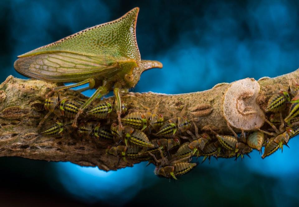 <p>Mother defender by Javier Aznar González de Rueda, Spain.</p><p>Winner 2018, Wildlife Photographer Portfolio Award.</p>