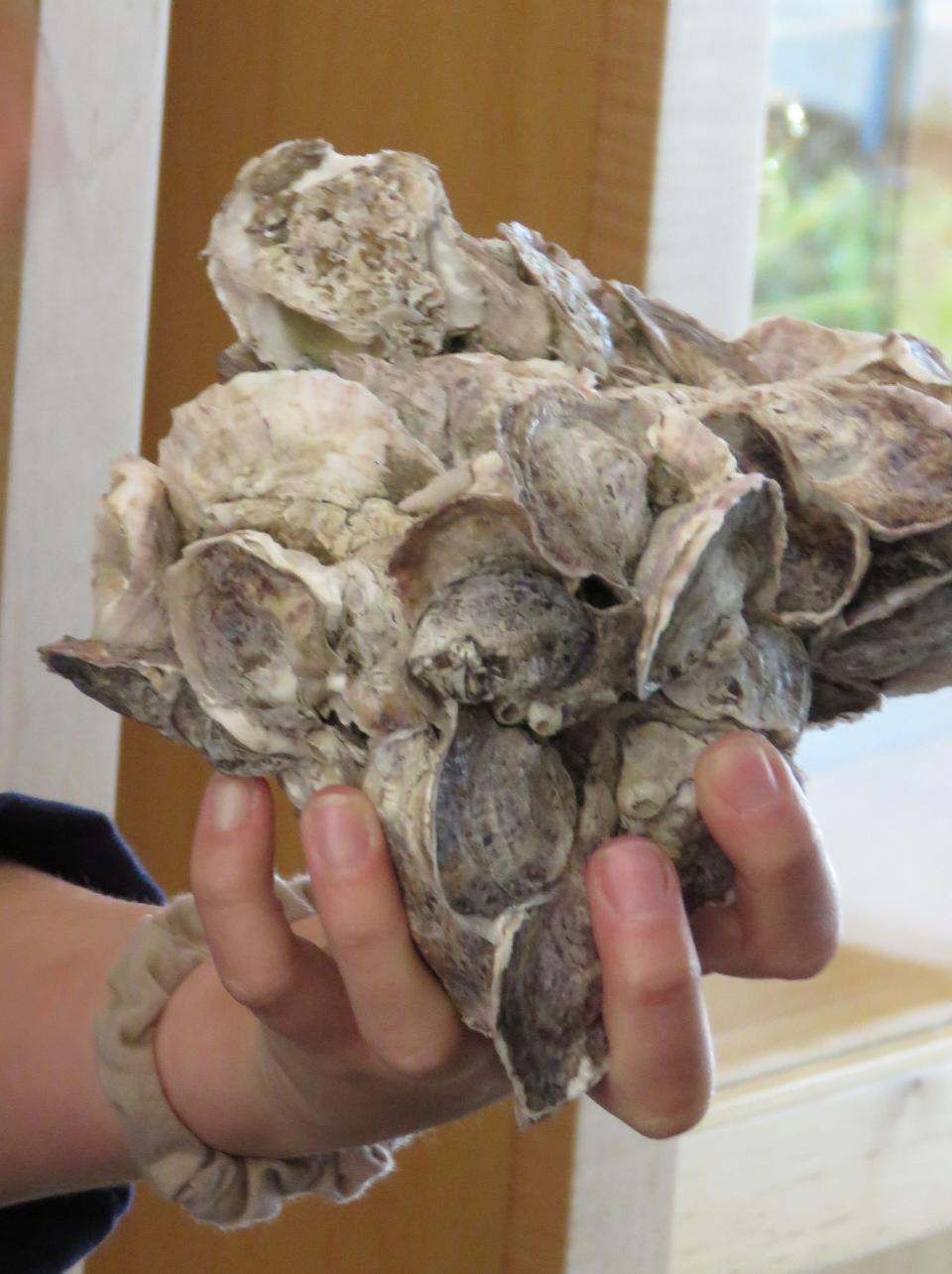 These two clumps of oysters, shown on Nov. 15, 2021, but gathered during a previous year, are typical of those usually collected from oyster gardens along Mississippi's coast to help restore coastal reefs. But spring and summer downpours along Mississippi's coast left students at St. Stanislaus HIgh School in Bay St. Louis, where this photo was taken, with only a few small juvenile oysters clinging to shells where many spat had originally attached themselves. (AP Photo/Janet McConnaughey)