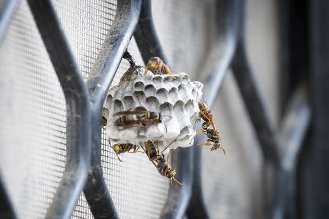 <p>11Audrey11 / Getty Images</p> A small paper wasp nest