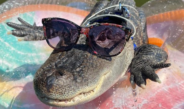 Sports  Baseball - The Independent Florida Alligator