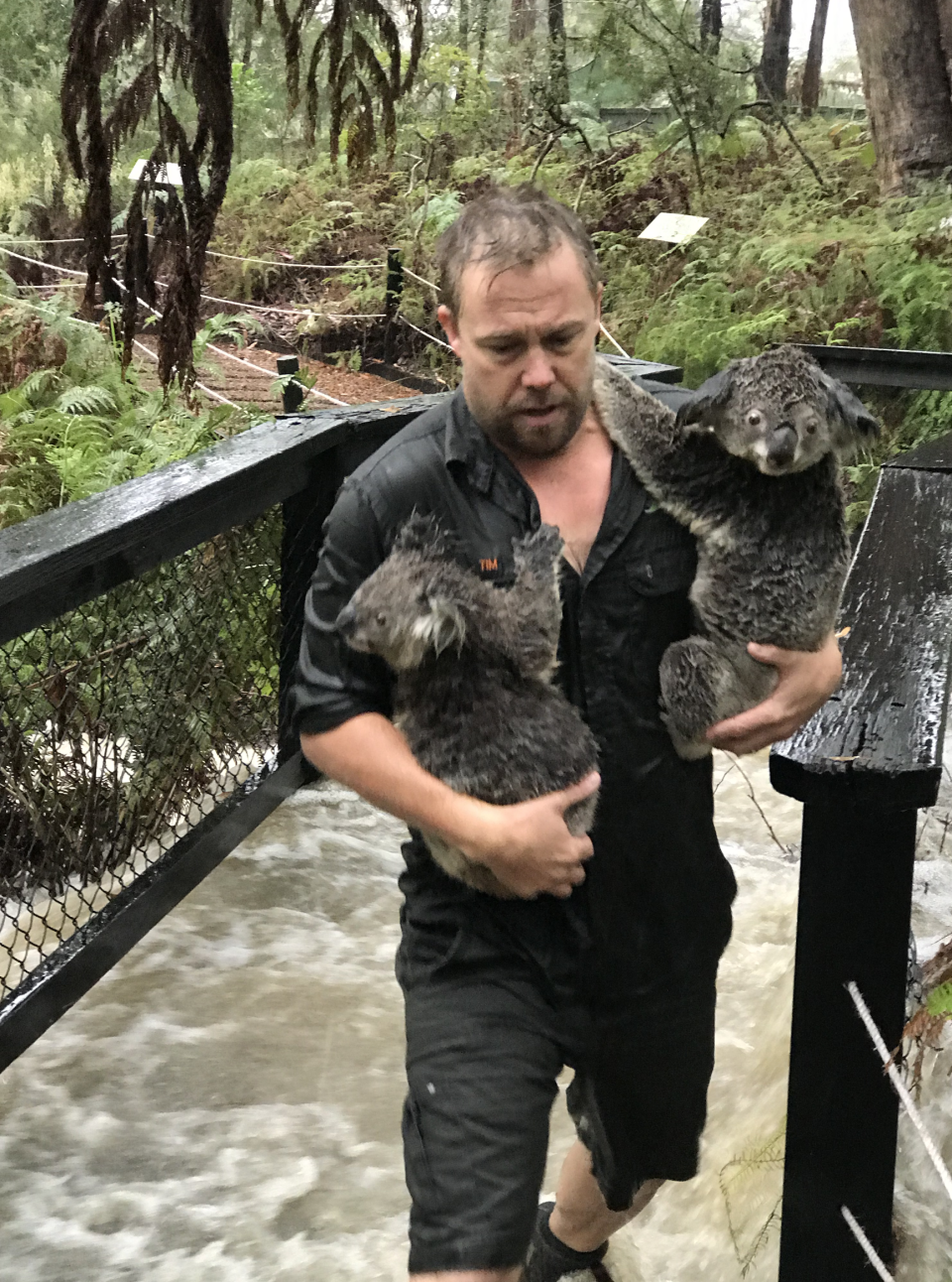 A staff members can be seen carrying two soaked koalas to safety. Source: The Australian Reptile Park