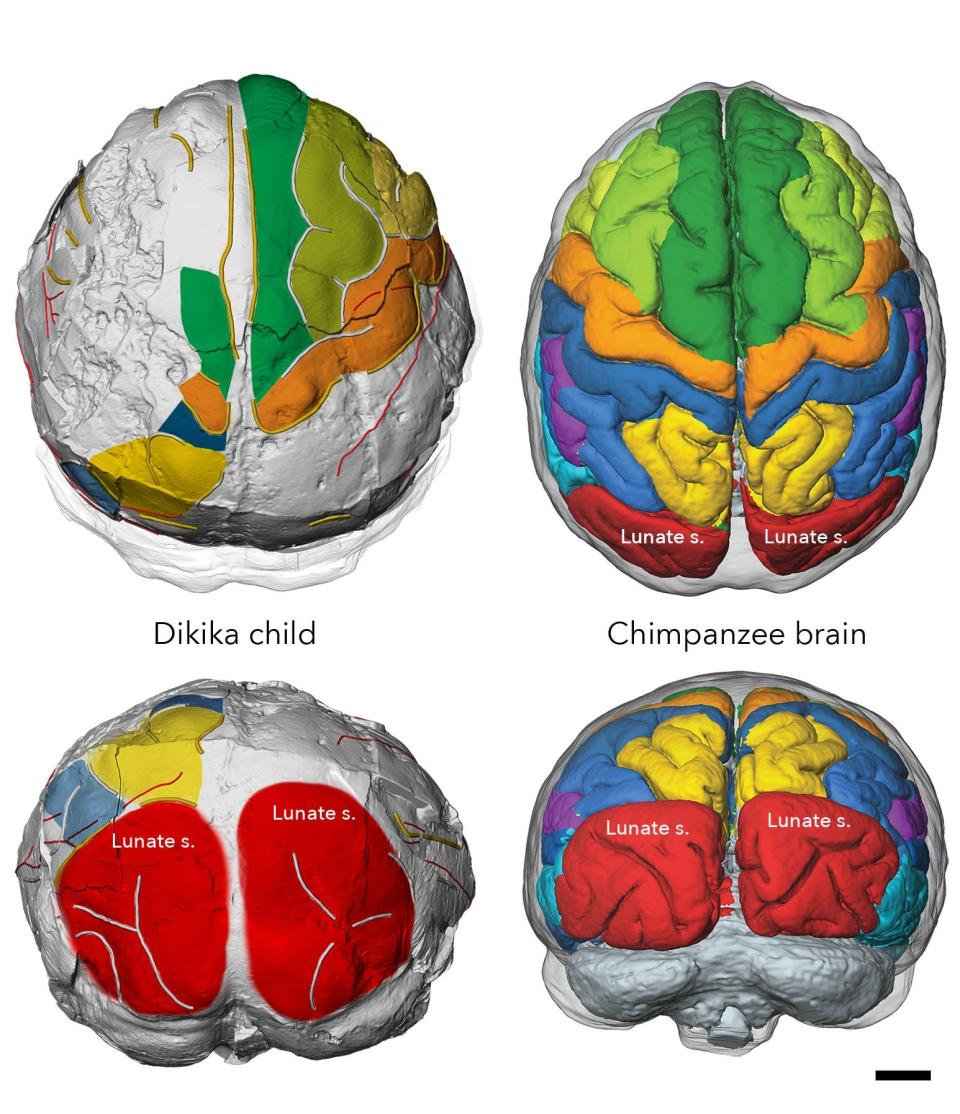 Brain imprints in fossil skulls of an infant belonging to the species Australopithecus afarensis, compared with a chimpanzee (PA)