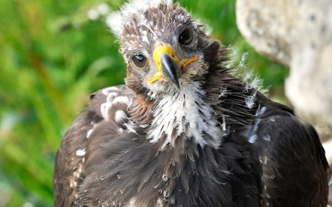 Three young birds of prey - named Edward, Beaky and Emily, were successfully released in southern Scotland in August  - Credit: Laurie Campbell 