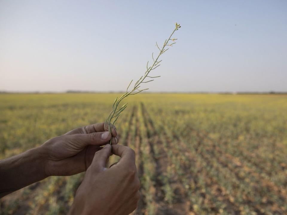  A farmer holds a canola plant that has been stricken by drought on a grain farm near Osler, Sask., 2021.