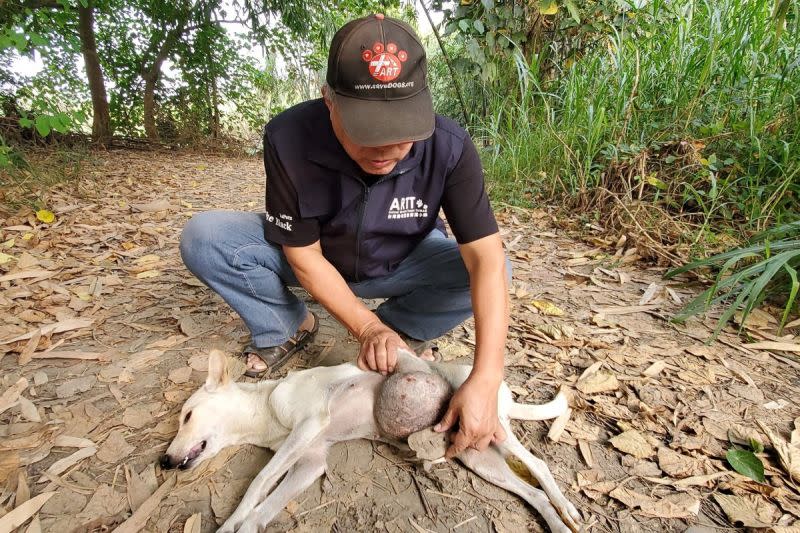 ▲流浪犬掛5公斤巨瘤狂竄，志工急鑽草叢救援。（圖／台灣動物緊急救援小組授權提供）