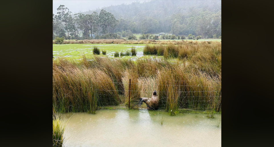 An Australian fur seal can be seen pushed against a fence. It's raining and the ground is wet. There are hills in the background