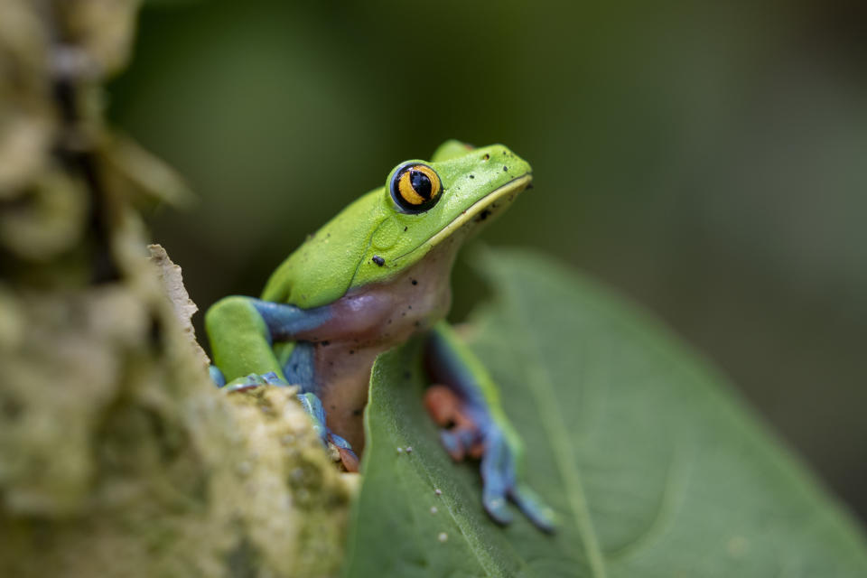 A frog named "rana azul" or "rana de cafetal" (Agalychnis annae) stands in a protected forest on the outskirts of San Jose, Costa Rica, Wednesday, Aug. 24, 2022. Tourists who flock to Costa Rica to see toucans, sloths and brilliantly colored frogs might someday see a charge on their hotel bill to aid forest conservation. (AP Photo/Moises Castillo)