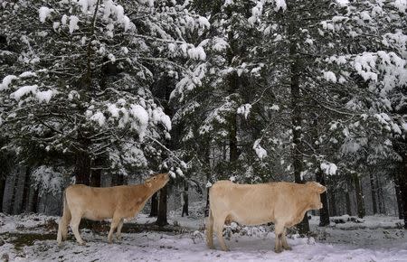 Cows eat pine needles in a snow covered forest in the Basque mountain port of Opakoa, northern Spain, in this November 23, 2015 file photo. REUTERS/Vincent West/Files