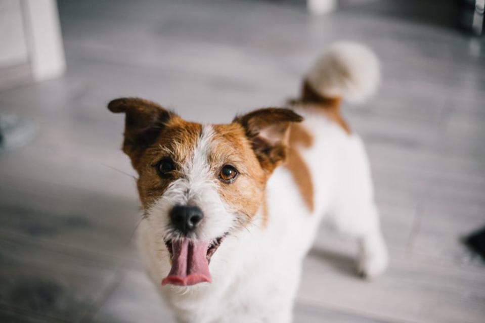 A Jack Russell Terrier, similar to Buddy, a famous surfer dog.