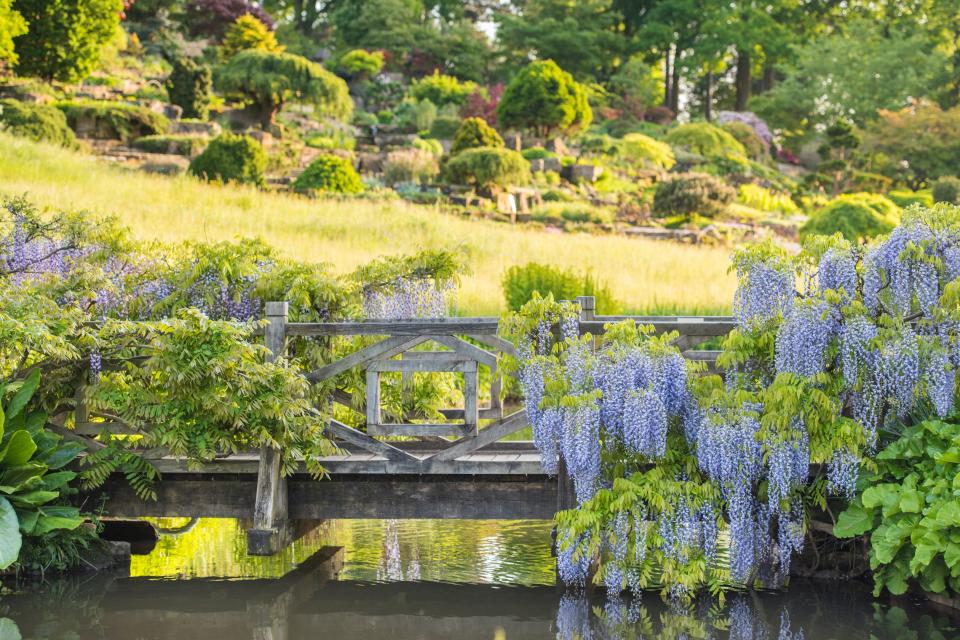 <p><strong>With the Queen's Platinum Jubilee right around the corner, now is the perfect time to visit the UK's best royal <a href="https://www.housebeautiful.com/uk/garden/designs/a495/garden-design-ideas/" rel="nofollow noopener" target="_blank" data-ylk="slk:gardens;elm:context_link;itc:0;sec:content-canvas" class="link ">gardens</a>.</strong><strong> From Hampton Court Palace to Hever Castle, Cartwright & Butler have used <a href="https://www.housebeautiful.com/uk/decorate/hallway/g36617179/instagrammable-hallway-ideas/" rel="nofollow noopener" target="_blank" data-ylk="slk:Instagram;elm:context_link;itc:0;sec:content-canvas" class="link ">Instagram</a> data to uncover the most popular royal residences — and reveal which are picnic perfect. </strong></p><p>'With the Summer months approaching, it's the perfect time to dust off the picnic blanket,' <a href="https://www.cartwrightandbutler.co.uk/" rel="nofollow noopener" target="_blank" data-ylk="slk:Cartwright & Butler;elm:context_link;itc:0;sec:content-canvas" class="link ">Cartwright & Butler</a> say. 'It was revealed that Kew Garden's is the ultimate spot for a royal picnic, with 683,000 individual posts. In second place was the Grade I listed building, Hampton Court Palace and Gardens.'</p><p>Take a look at the gardens below... </p>