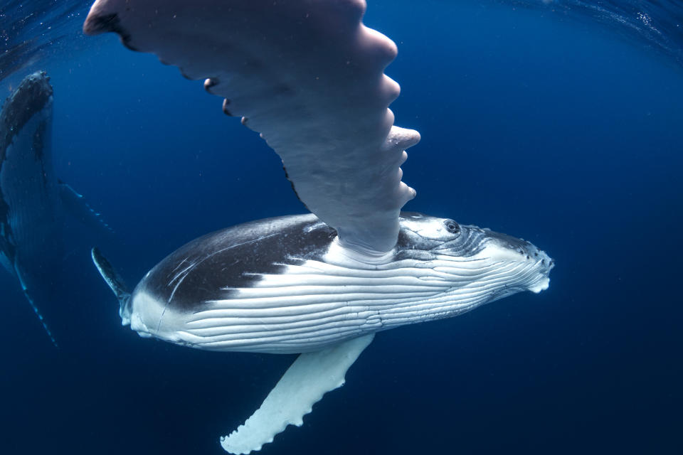 Humpback whales off the coast of Tonga. (Photo: Grant Thomas/Caters News) 