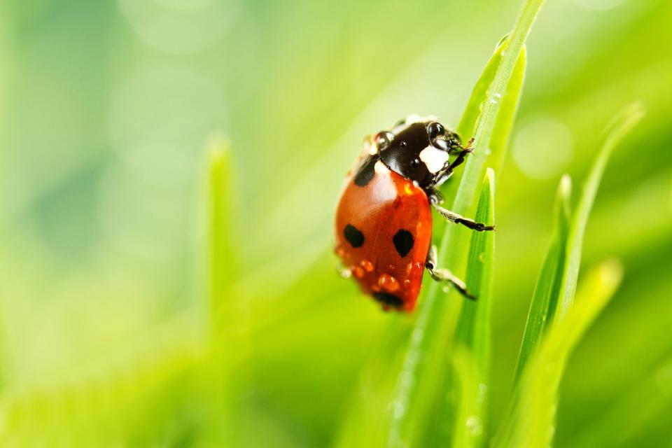 <p><strong>Ladybug</strong> <br><br>Make a wish if you see this state bug out in the wild. </p>