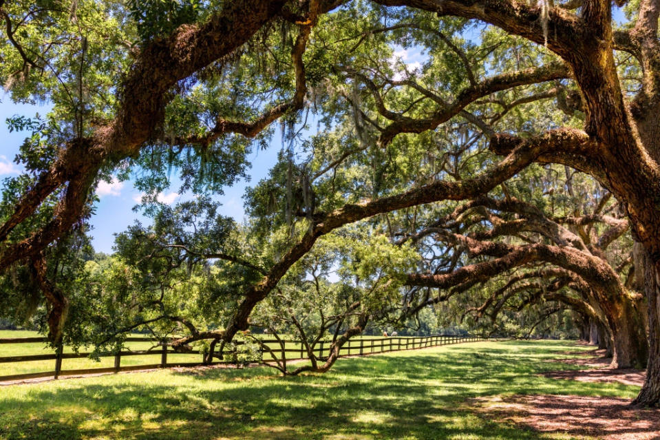 The beautiful garden and pasture of Boone Hall in Charleston, South Carolina