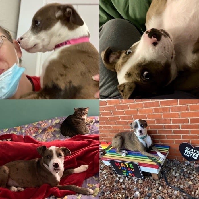 a collage of Little Miss Roxy sitting with the cat, sitting outside, and hanging with her owner