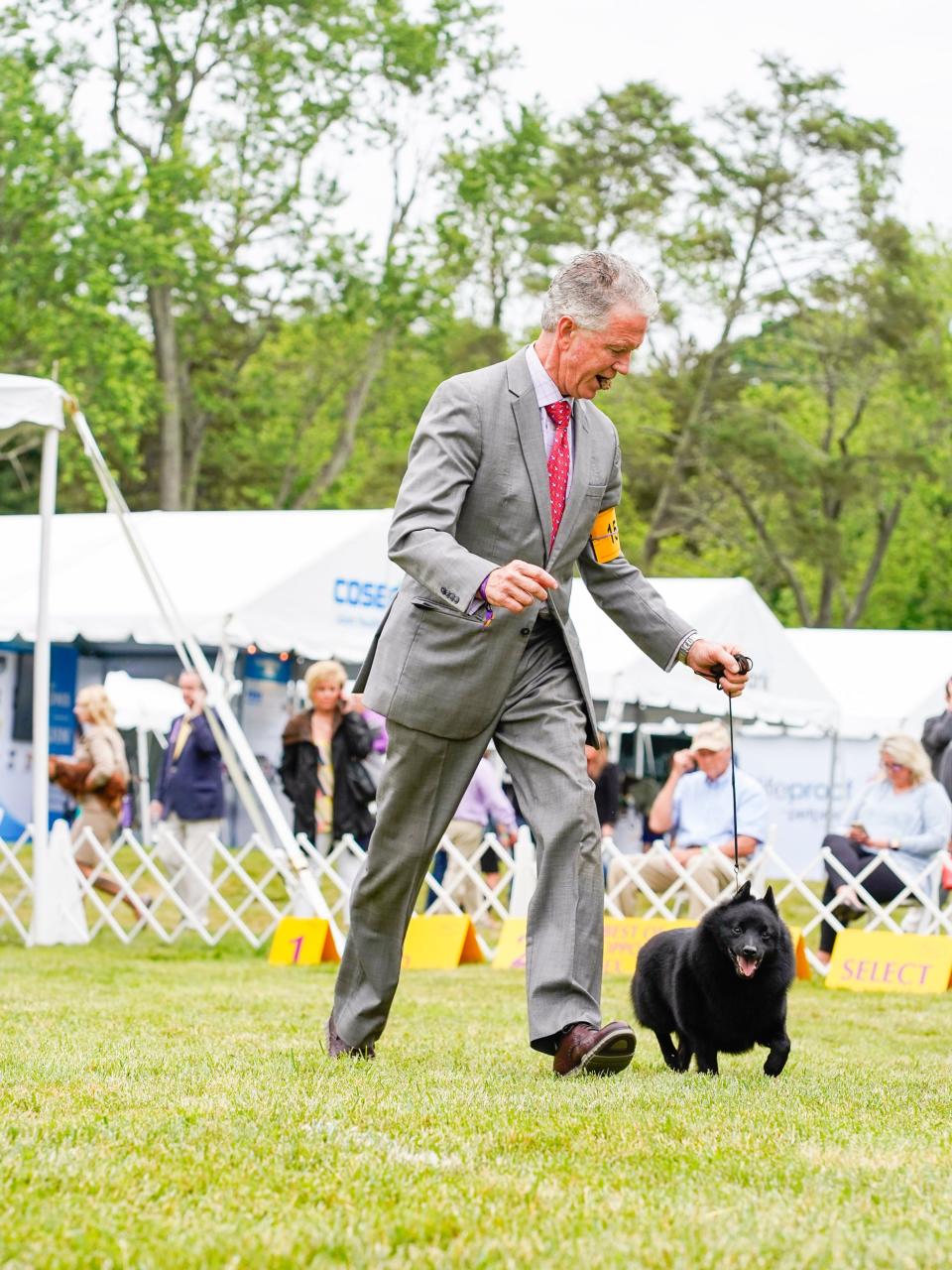 A close up of a Schipperkee and owner at the Westminster Dog Show.