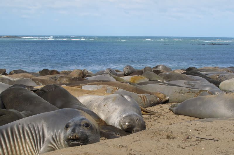 Female northern elephant seals rest at Ano Nuevo State Park