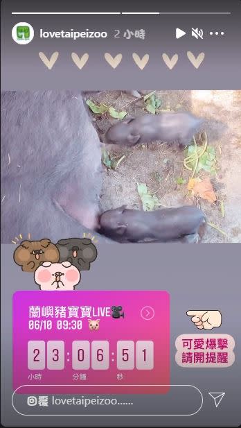 台北市立動物園，每天定期直播動物們生活。（圖／翻攝自台北市立動物園IG)