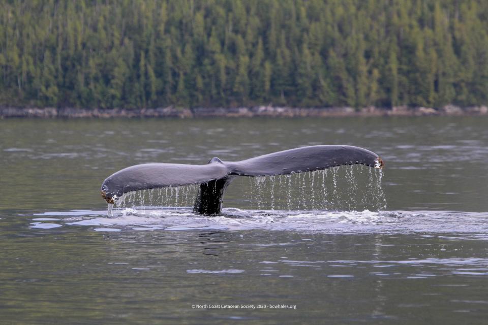 Moon's fluke was photographed in 2020. Her injury now prevents her from lifting her tail, Wray wrote in a news release.