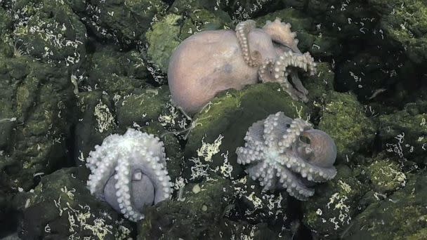 PHOTO: Footage released by the Schmidt Ocean Institute shows the deep-sea discovery in an area previously thought to be 'inhospitable' to young octopuses. (Schmidt Ocean Institute via Storyful)
