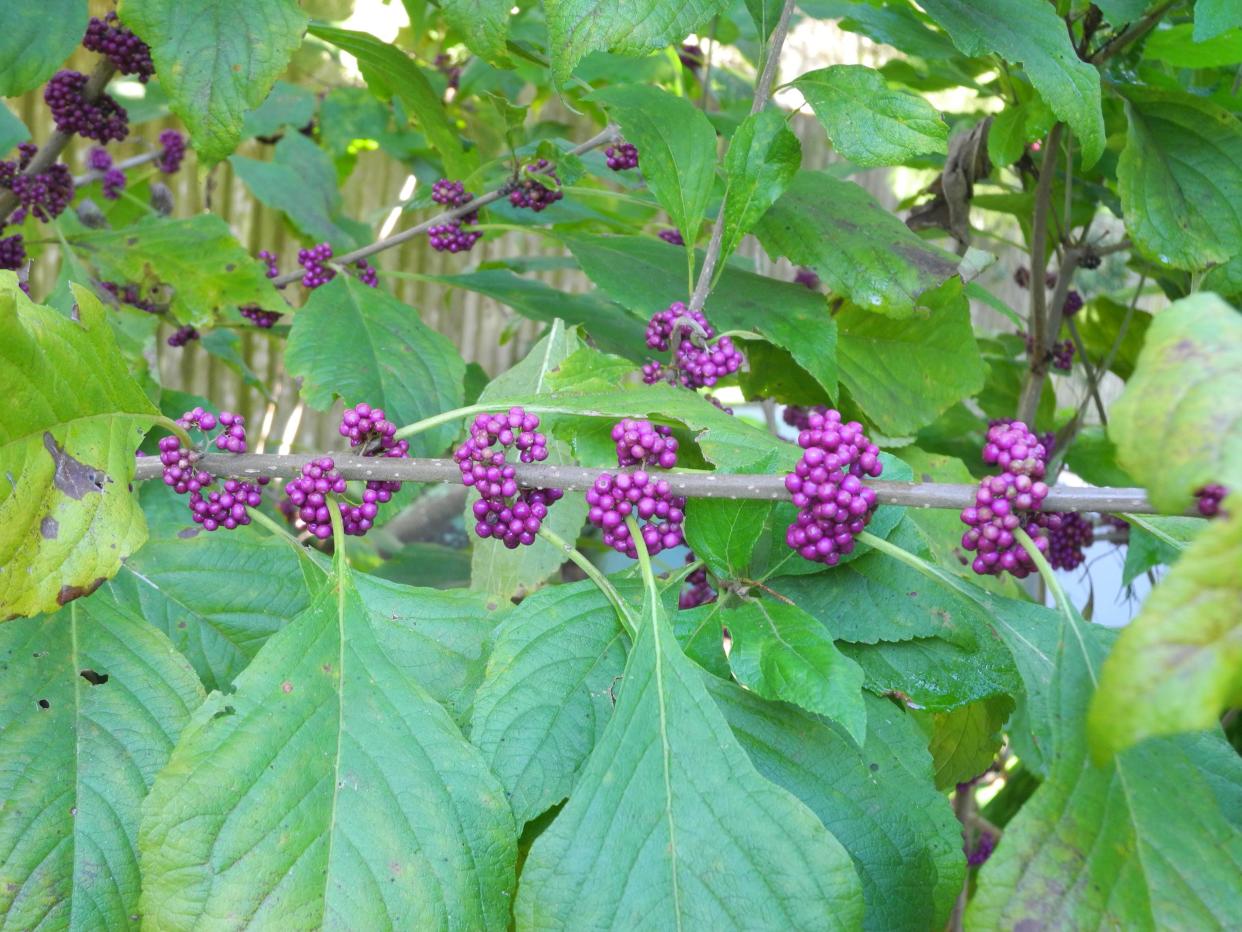 A snap of fall color can come from Callicarpa "Beautyberry." These native rangy shrubs thrive in shaded situations. The purple berries also provide food for wildlife.