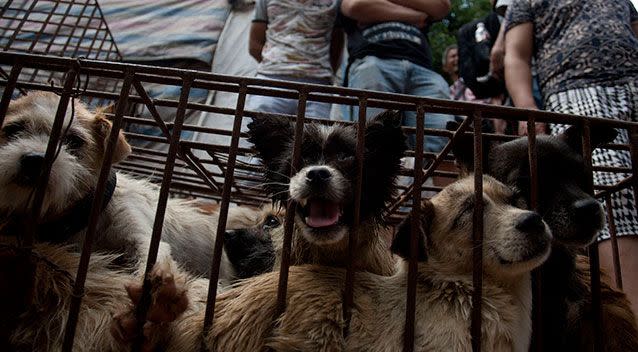 The Yulin festival has been heavily criticised. Source: AAP