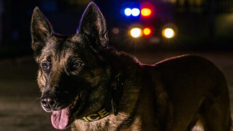 Police Dog and Officer Die in Kansas City Crash