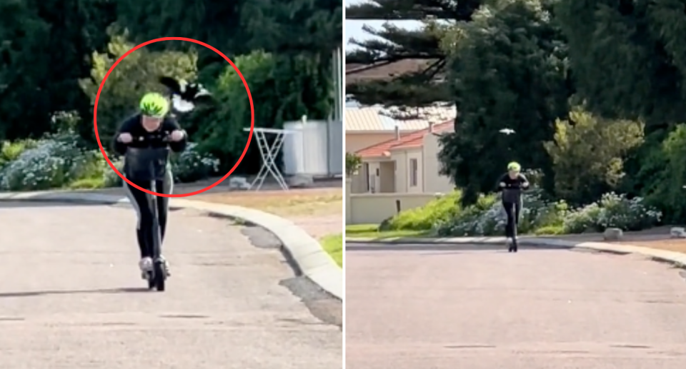 Two images side by side. Both photos show a magpie swooping a person scootering on a suburban street. The left image is a close up.