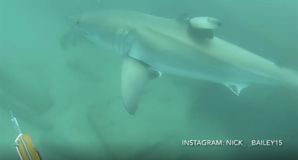 Spearfisherman Nick Bailey swims next to a great white shark off the coast of Florida.