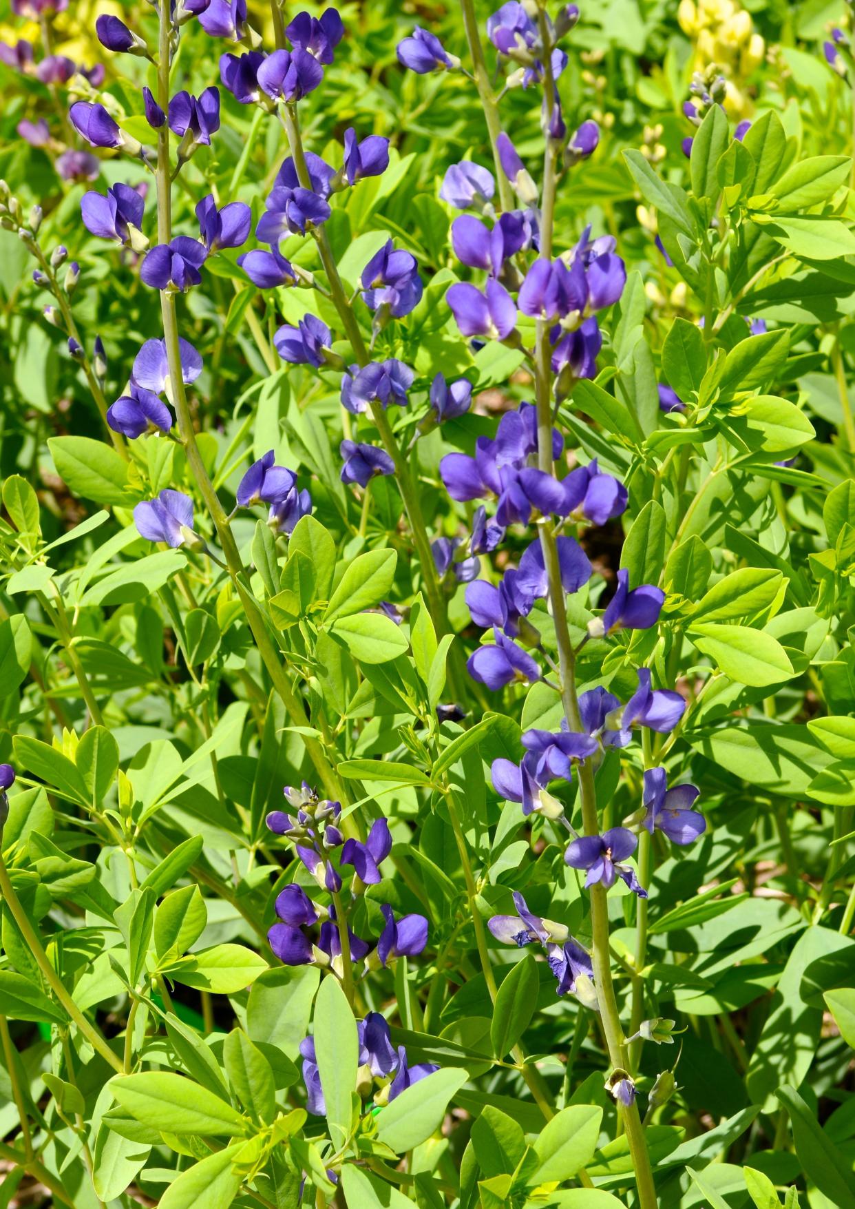 Baptisia, commonly known as blue wild indigo, are architectural gems in the garden.