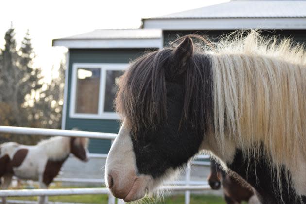 The chance to ride Icelandic horses is a big draw for tourists.<br> (Virginia Gewin)