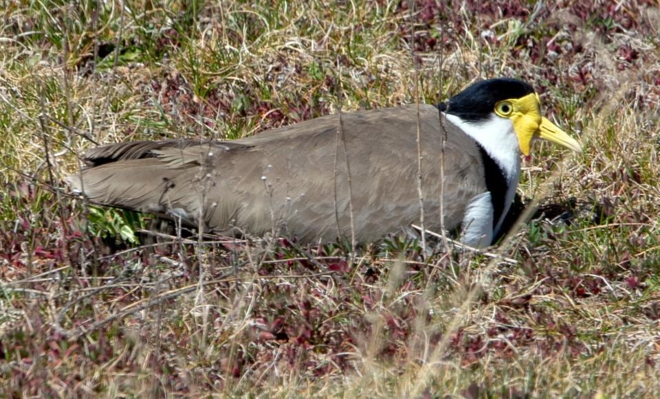 A grown plover sits on her eggs in a field.