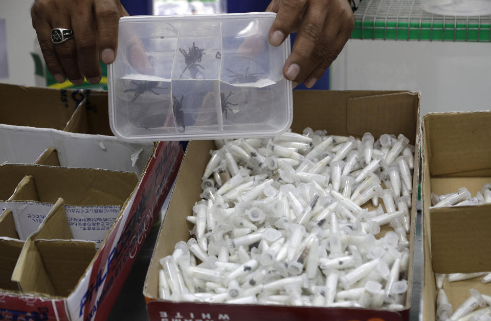 A staff of the Philippine Department of Environment and Natural Resources shows plastic containers with Tarantulas at their office in metropolitan Manila, Philippines on Wednesday, April 3, 2019. Philippine Customs District Collector Carmelita Talusan said in a statement that 757 live Tarantulas, with an estimated value of P310,000 (about US$6,000), were seized by customs agents at Manila's airport last April 1. The endangered wildlife species were found concealed in gift-wrapped oatmeal and cookie boxes and was shipped from Poland. (AP Photo/Aaron Favila)