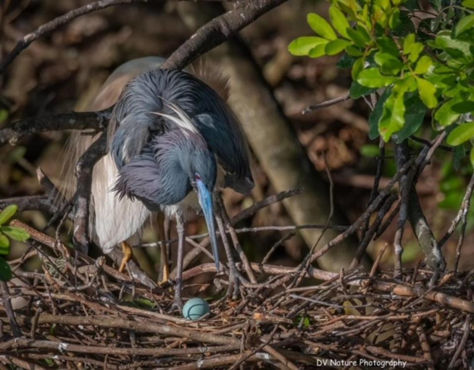 A tricolored heron observes an egg in its nest in a rookery that formed at the now-defunct Calusa Country Club golf course. Dennis Horn DV Nature Photography/Contributed to the Herald