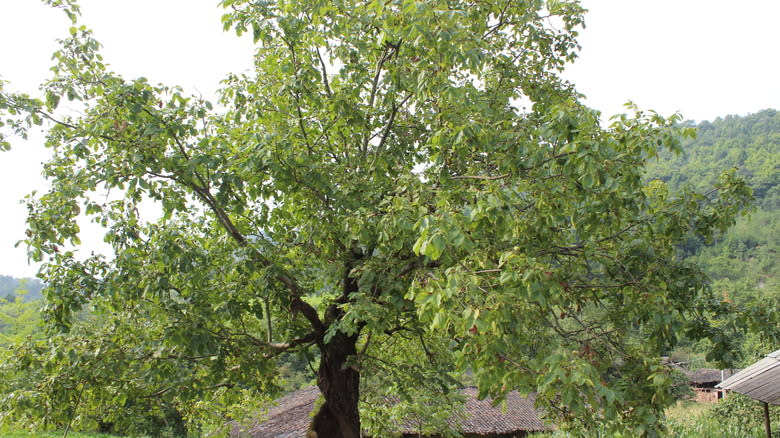 large walnut tree