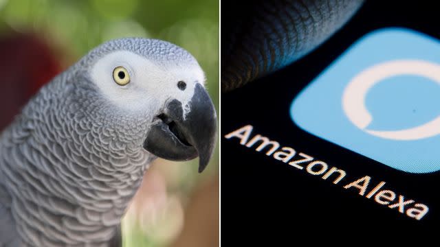 File photo of an African grey parrot.&nbsp; (Photo: GETTY)