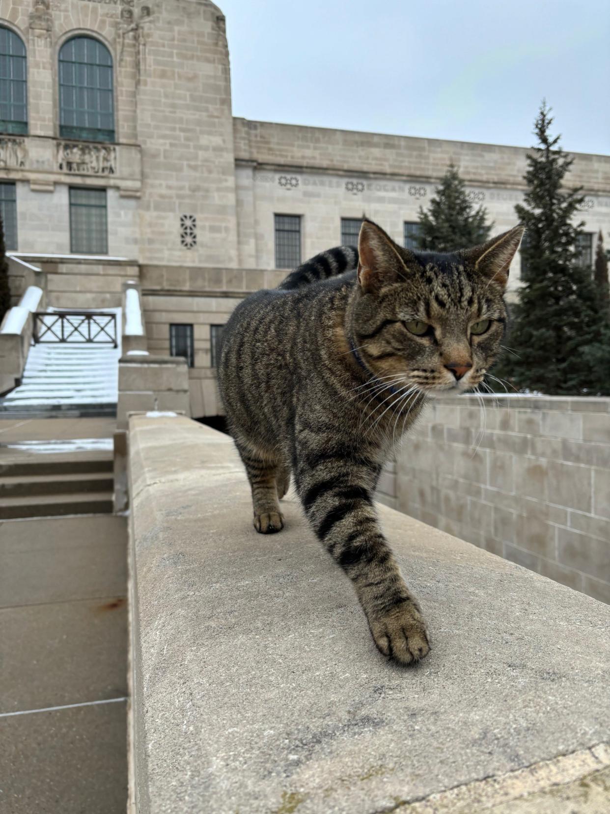 Cameron, the Nebraska State Capitol's "Feline Fixture"