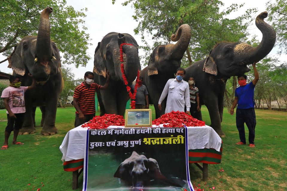 Elephant Village Development Society President Ballu Khan along with elephants and mahouts pay tribute to a wild pregnant elephant who recently killed in Kerala, at Elephant Village in Jaipur,Rajasthan,India, June 4, 2020. (Photo by Vishal Bhatnagar/NurPhoto via Getty Images)